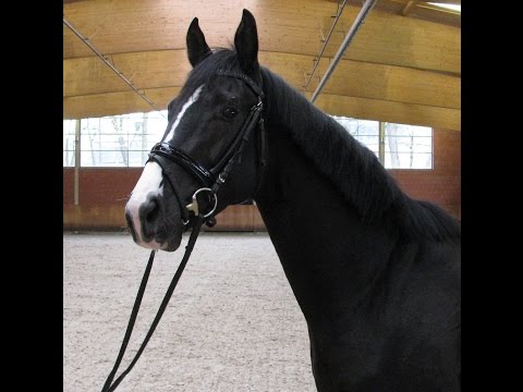 Hengst Danzador von dem Prämienhengst San Amour