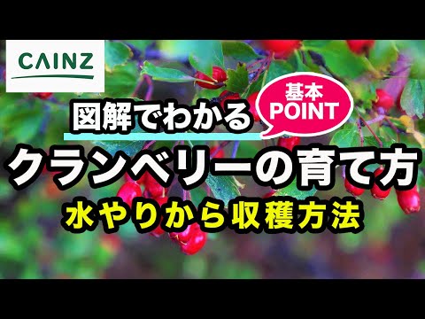 コケモモ、スポッテッド クランベリー、レッド ブルーベリー、スノキ属 vitis-idaea