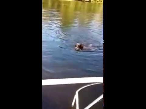 หมาพันธุ์เล็ก