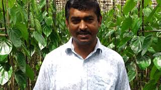 বাংলার কৃষি পর্ব ৯৫৯