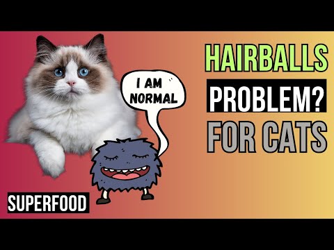 Furry Troubles - A Comprehensive Guide to HAIRBALLS in CATS