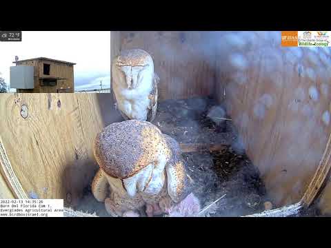 Bedtime for the barn owl family in Barn Owl Florida Cam 1