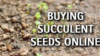 Succulents - Buying Seeds Online