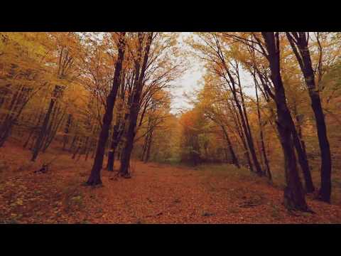 Autumn Forest - comuna Razvad judetul Dambovita
