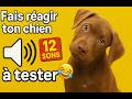 Fais Réagir Ton Chien Avec Ces Sons Regarde Sa Réaction Test Interactif Sounds For Dogs To React T