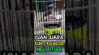 Download lagu kombok juara isian kuntilanak, kelincer, helikopter, fitser #burunggacor #burungjuara #burungkicau mp3