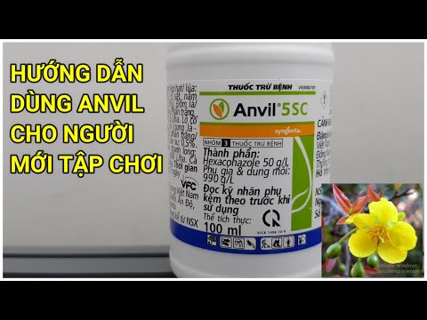 🔴 QBS22157 - CÁCH SỬ DỤNG THUỐC ANVIL CHO CÂY MAI VÀNG || HƯỚNG DẪN SỬ DỤNG THUỐC ANVIL CHO MAI VÀNG