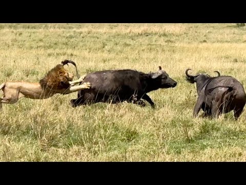 Brave Buffalo Herd Turns the Tables on a Pride of Lions