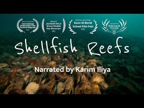 Shellfish Reefs: Filters of the Sea