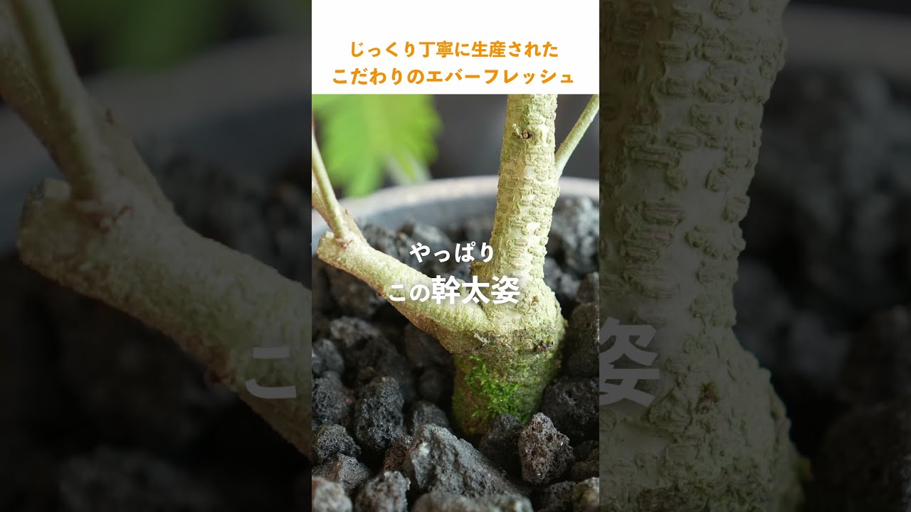 生産期間6年のこだわりエバーフレッシュ