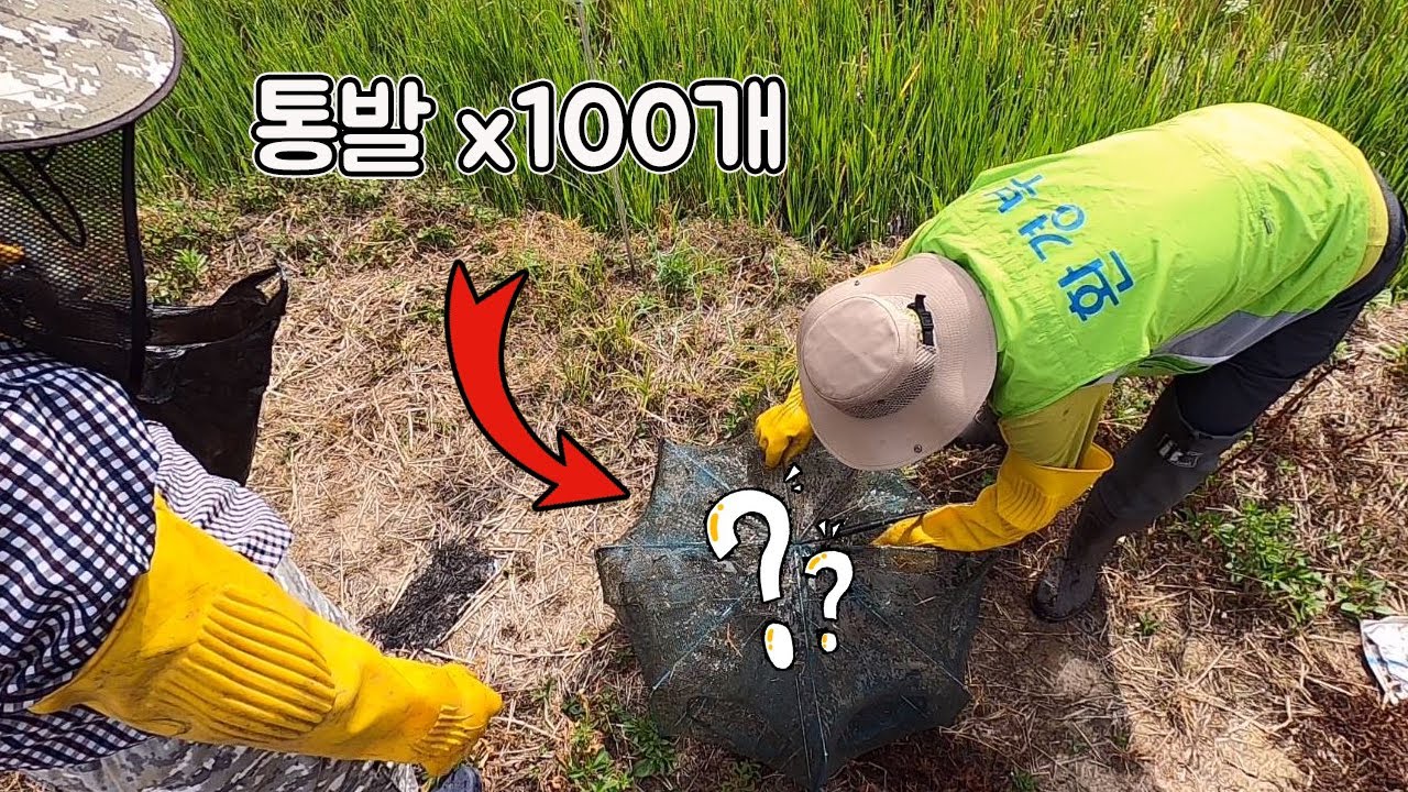 미국가재 잡으려고 설치한 통발 100여개를 수거해봤는데 별게 다 나오네요 ㄷㄷ [TV생물도감]