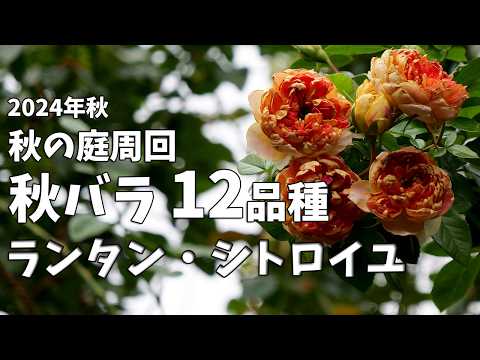 園芸 ランタンの木、千本の花、黄金のバスケット
