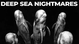 Why Are Orcas Terrified of Pilot Whales?