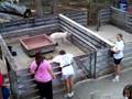 Cedar Point Early Petting Farm