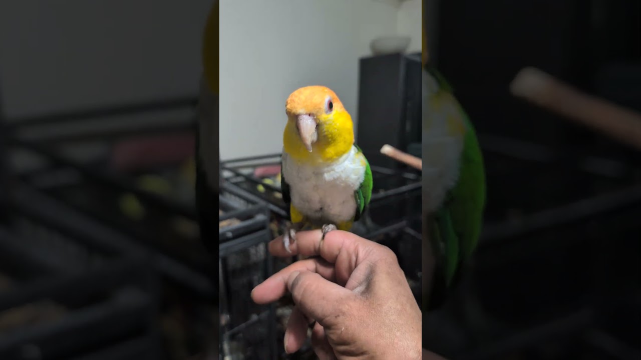 Cosmo The 7 F YO Caique -Prefers MEN, an adoptable Caique in Vancouver, WA video 3/6
