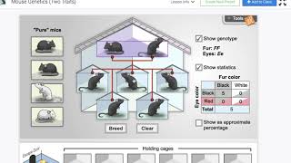 Mouse Genetics Two Traits Explore Learning