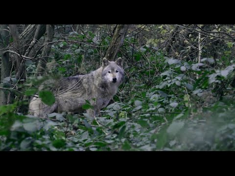 Ghosts of the Forest