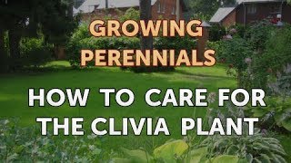 How to Care for the Clivia Plant