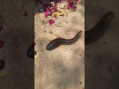 #villagelife #funk #fish #fishcutting #beats #halloween #remix #villagelife