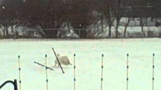 preview picture of video 'Fun in the Snow at the Frostburg Dog Park'