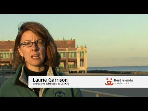 Helping Community Cats on the Asbury Park Boardwalk