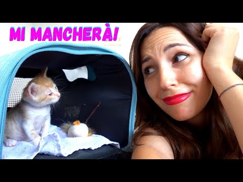 IL GATTINO VIENE ADOTTATO! *mi manca!*