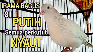 Download lagu SUARA PERKUTUT PUTIH GACOR irama bagus, untuk pancingan semua jenis perkutut mp3
