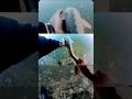 Video Thumbnail for Lake sturgeon #shorts #fishing #short