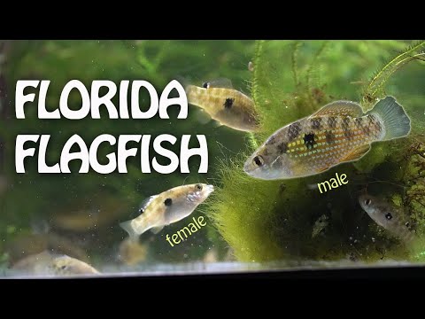 Spangled Algae Eating Fish!