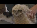 Owl Chick Gets a Second Chance at Life