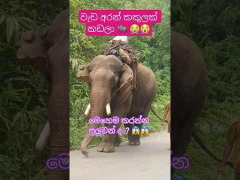 ලංකාවේ හිටියා නම් ලස්සනට පෙරහැරෙ යනවා. #elephant #elepante #elephants #elephantsong #elephantlove