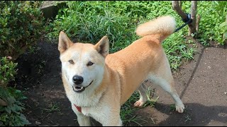 #ライブ#柴犬#縄文柴犬#犬のいる暮らし#癒し＃猫のいる暮らし