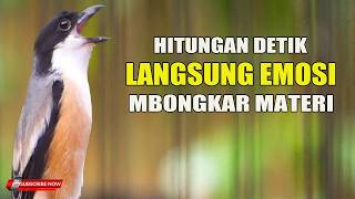 Download lagu PANCINGAN CENDET GACOR - CUKUP HITUNGAN DETIK PASTI EMOSI LANGSUNG BONGKAR MATERI mp3