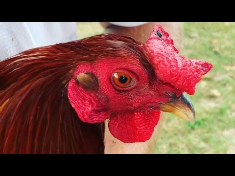 Kearny Penny Little Jonnie Grey Clover Creek Farms Tj Duree - Beautiful Birds Farm Visit