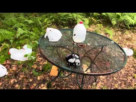 Savage Model 99 Remington Core Lokt vs Federal Power Shok - 300 Savage 