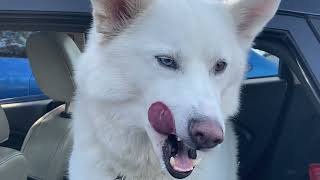The key to my dog's heart