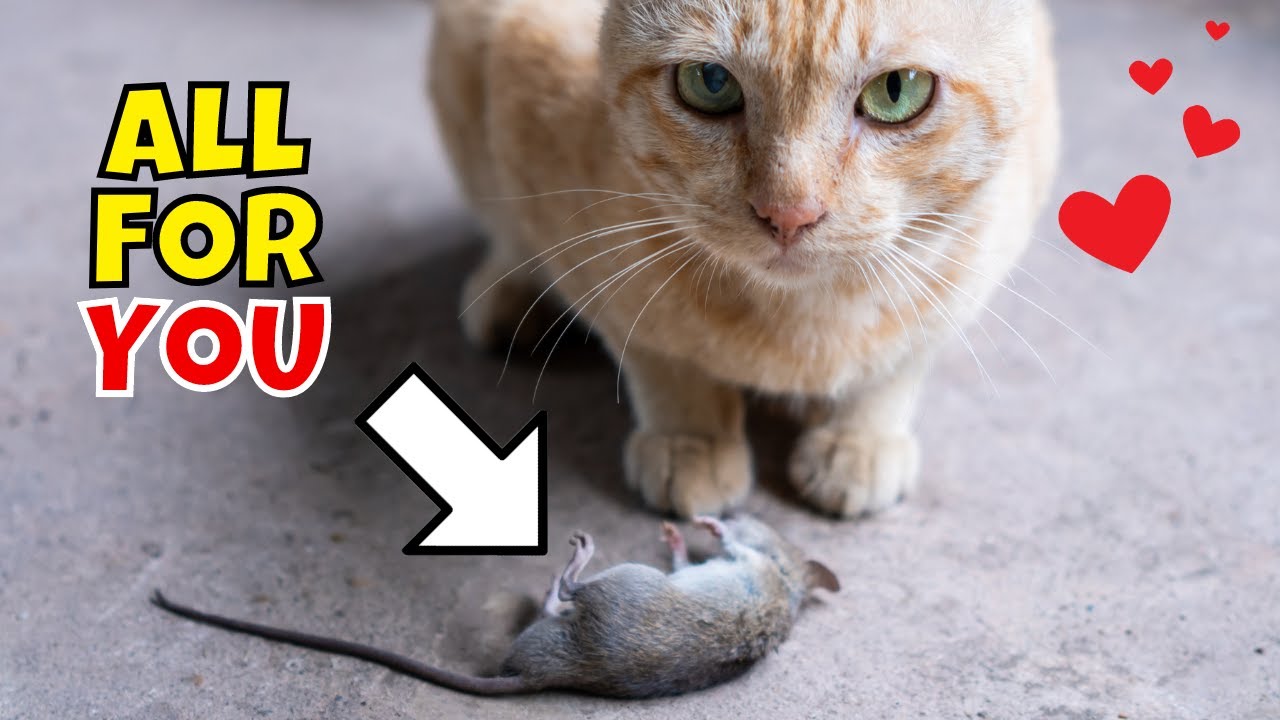 10 Amazing Things Your Cat Does For You (#1 is 🤯)