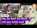 Bizar! Wolf slaapt in achtertuin in Doetinchem, mevrouw De Wolf-De Wolff schrikt zich rot