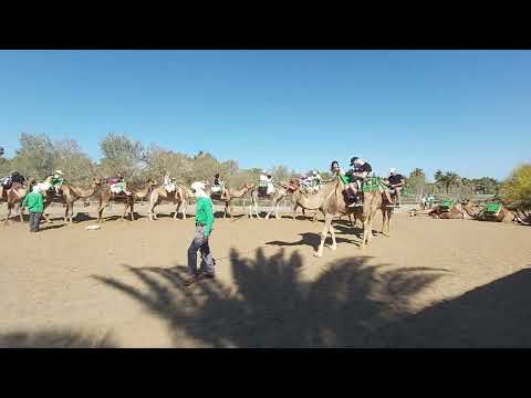 Ťavy na prenajom Camels rent in Gran Canaria - Peter Nagy