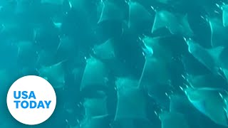 Diver witnesses breathtaking view as fever of stingrays swimming underwater | USA TODAY