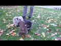 Australian Shepherd dogs for sale: Max - Video 1