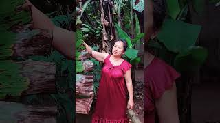Download lagu How to pick and tear bananas this small, have you ever gotten a bigger one? mp3 Download lagu How to pick and tear bananas this small, have you ever gotten a bigger one? mp3