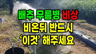 배추 무름병 비상 비온뒤 반드시 이것 해주세요