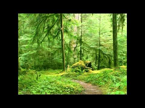 Cecilia Vennersten - Skogens Ra (HD).mp4