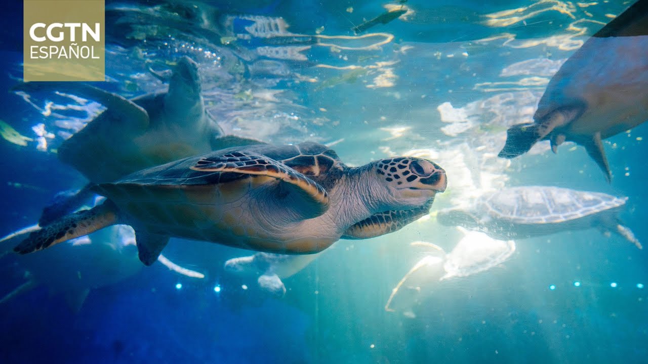 Forjando el futuro: Una reserva natural ha logrado la reproducción artificial de la tortuga marina
