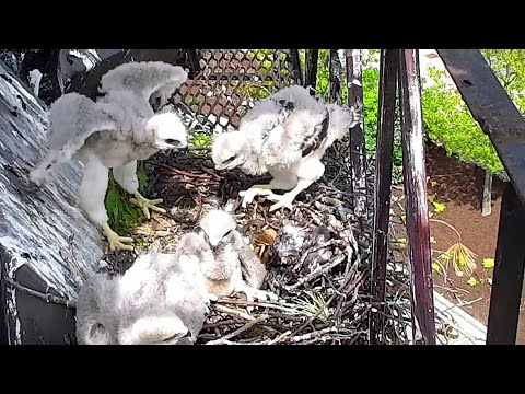 Red Tailed Hawk~Little Hawklet is doing wing exercises~10:53 AM 2022/05/14