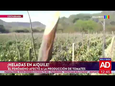 Heladas en Aiquile afectan producción de tomates