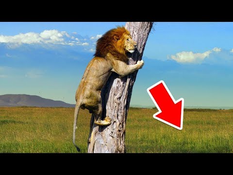 Edhe Luanet e Kane Frike Kete Kafshe