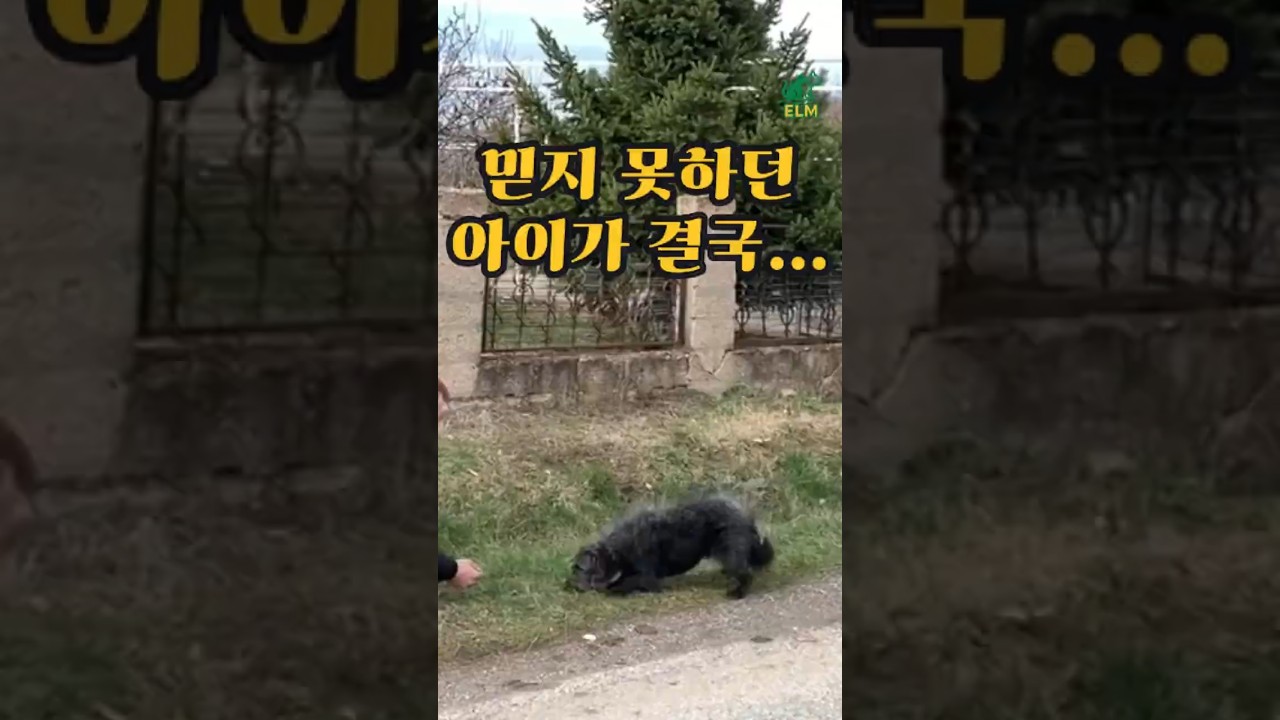 경계하던 유기견… 조금씩 다가오더니 결국 A Scared Stray Dog Took One #유기견구조 #감동실화 #straydogrescue