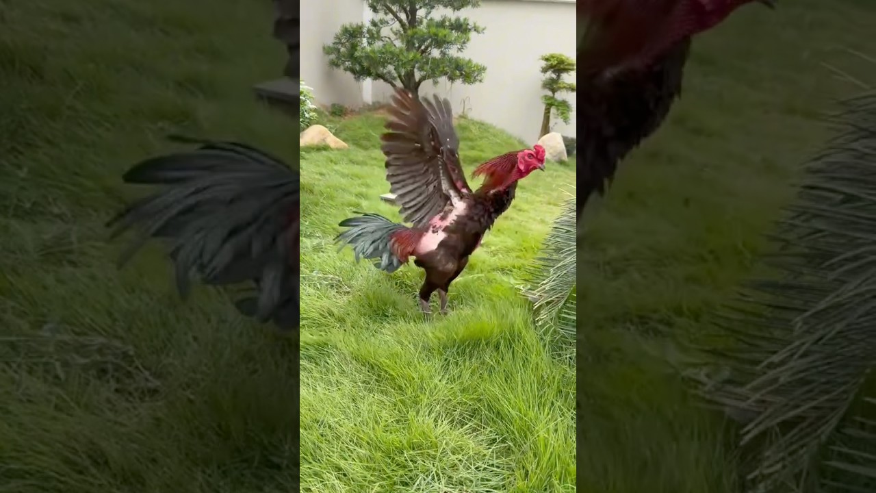 Tía bomba. Xem em nó thi đấu quá gay cấn.